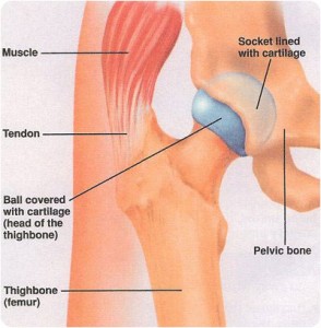 hip socket