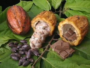 Cacao Chocolate